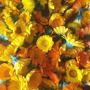 Resina Calendula