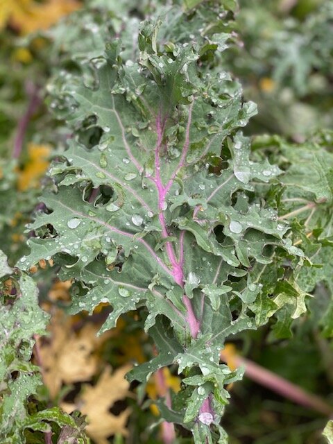Red Russian Kale