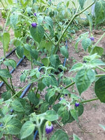 Hairy Bolivian Pepper