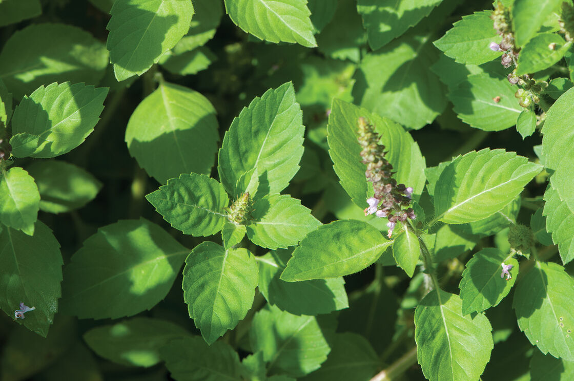 Tulsi