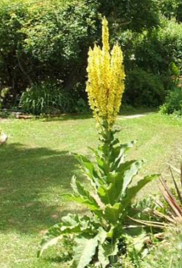Olympic Mullein