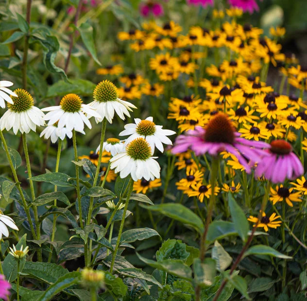 GoodBug™ Wildflower Seed Mix A Natural Way to Fight Garden Pests—Without Chemicals