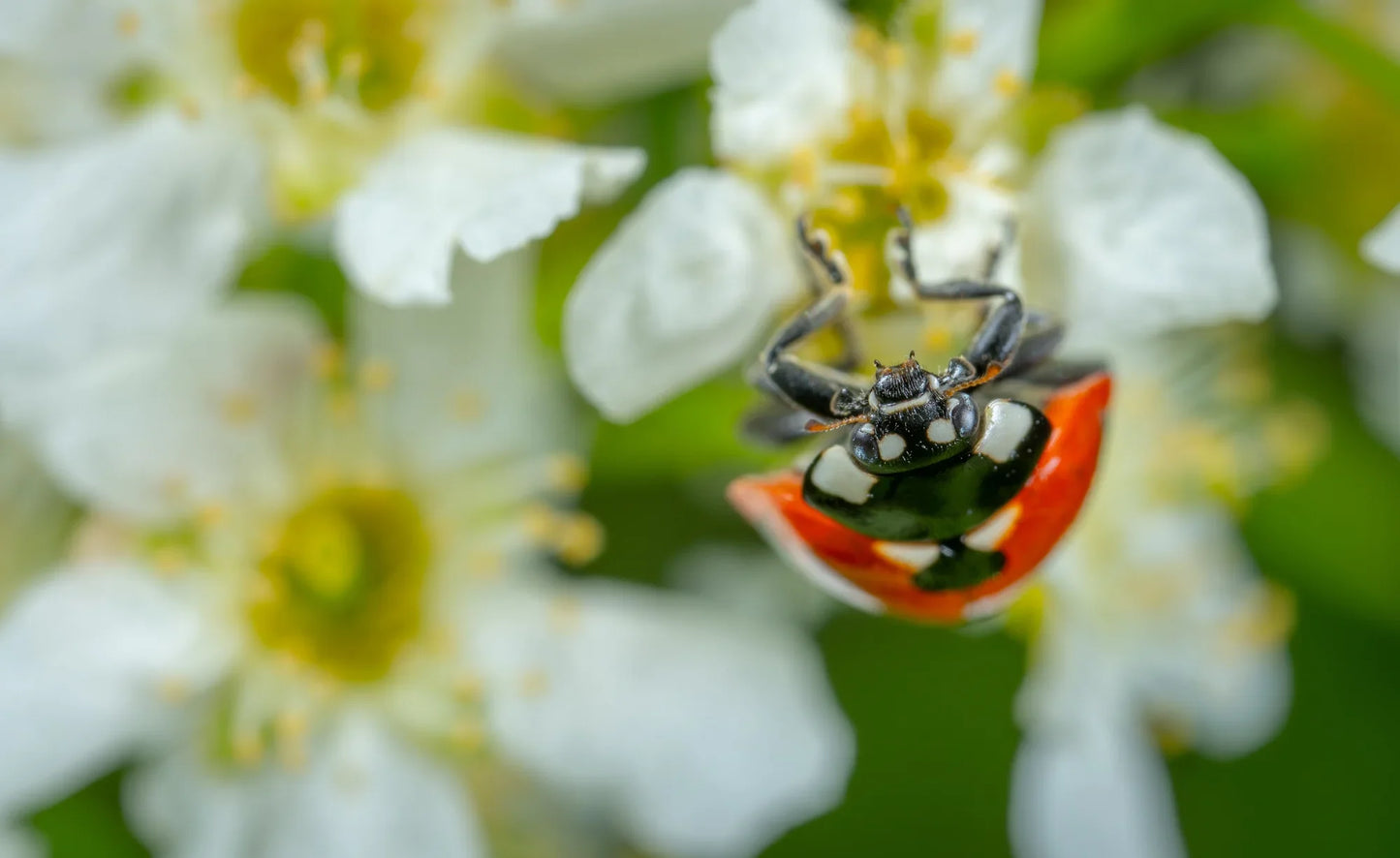 GoodBug™ Wildflower Seed Mix A Natural Way to Fight Garden Pests—Without Chemicals