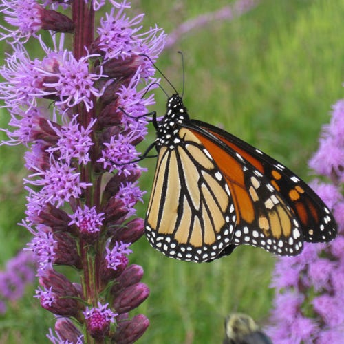 GoodBug™ Wildflower Seed Mix A Natural Way to Fight Garden Pests—Without Chemicals