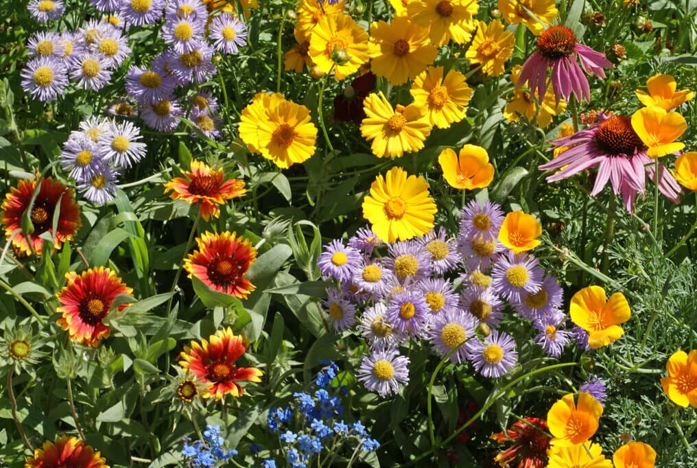 GoodBug™ Wildflower Seed Mix A Natural Way to Fight Garden Pests—Without Chemicals