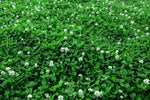 Urban feed & Garden Micro Clover