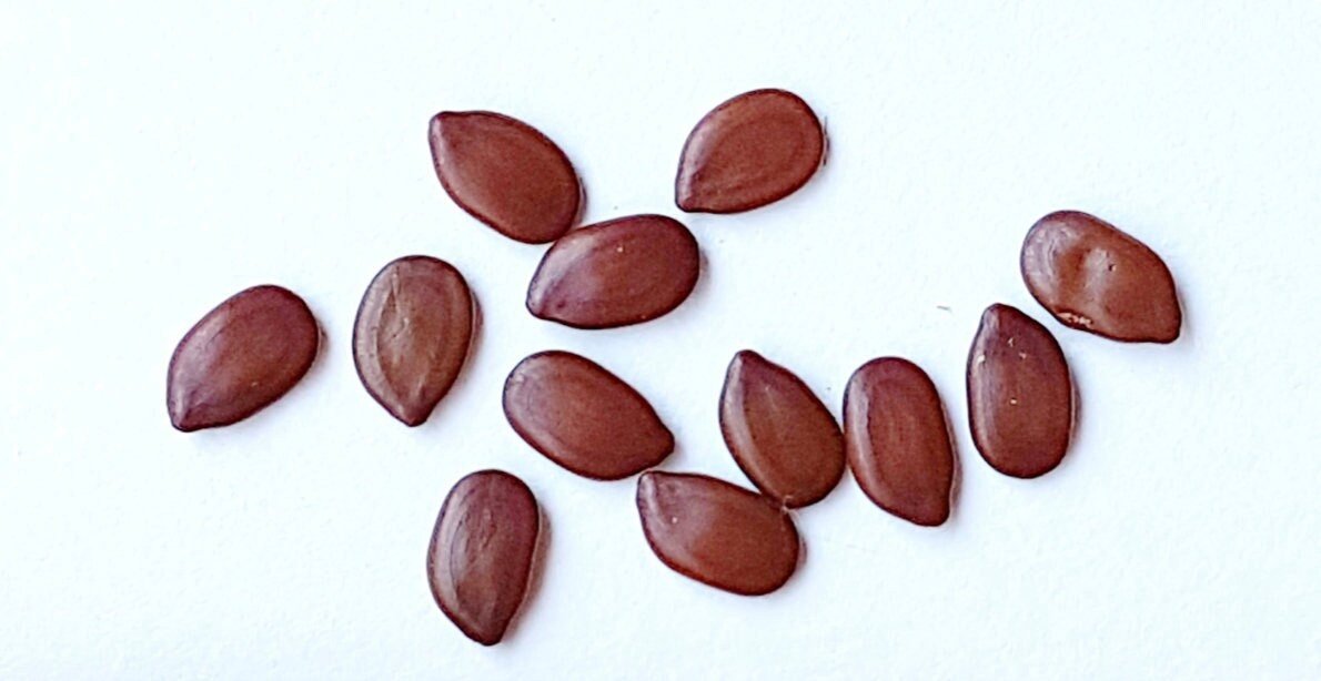 Hawaiian Mimosa Seeds - Tropical Tree, Miracle Tree, Wild Tamarind, Lead Tree, Fast Growing Large Tree