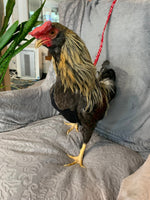 Hen Saver Chicken Harness (Chicken and Duck Harness without Diaper)
