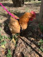 Hen Saver Chicken Harness (Chicken and Duck Harness without Diaper)