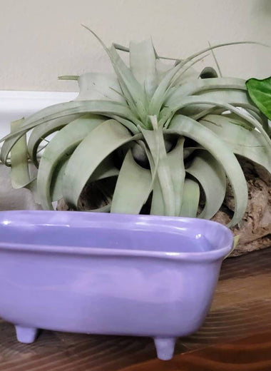 Medium Ceramic Bathtub Planter