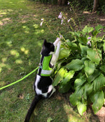 Kitty Holster Cat Harness (Made in USA Reflective Safety Harness)