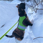 Kitty Holster Cat Harness (Made in USA Reflective Safety Harness)