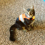 Kitty Holster Cat Harness (Made in USA Reflective Safety Harness)