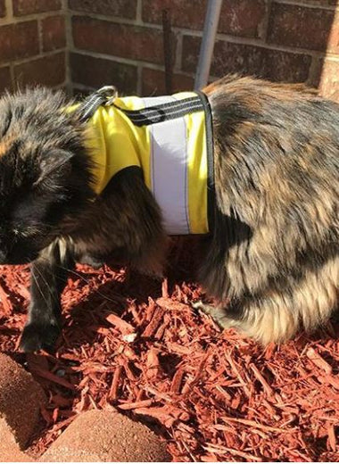 Kitty Holster Cat Harness (Made in USA Reflective Safety Harness)