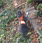 Kitty Holster Cat Harness (Made in USA Reflective Safety Harness)