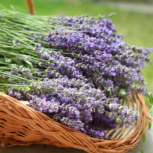 Lavender Soy Wax Candle - Lavender, Lavender, and More Lavender
