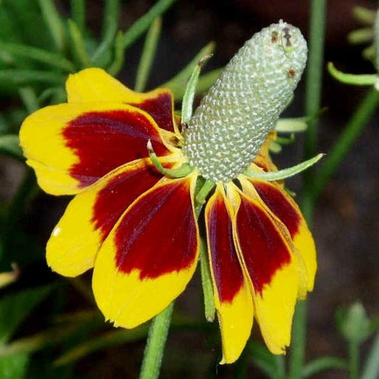 Mexican Hat - 100 Seeds - Drought Tolerant Coneflower Flower