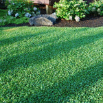 Urban feed & Garden Micro Clover