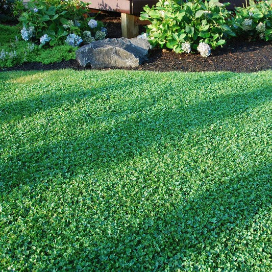Urban feed & Garden Micro Clover