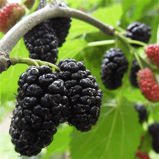 Mulberry Fruit Tree - 100 Seeds -