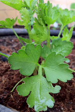 Parsley - Dark Green Italian Flat Leaf