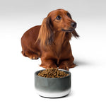 Sebastian & Clementine Gray Circles Pet Bowl