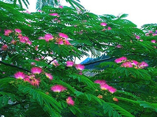 Pink Albizia Julibrissin Tree - 20 Seeds - Mimosa Tree, Silk Tree, Persian Silk Tree