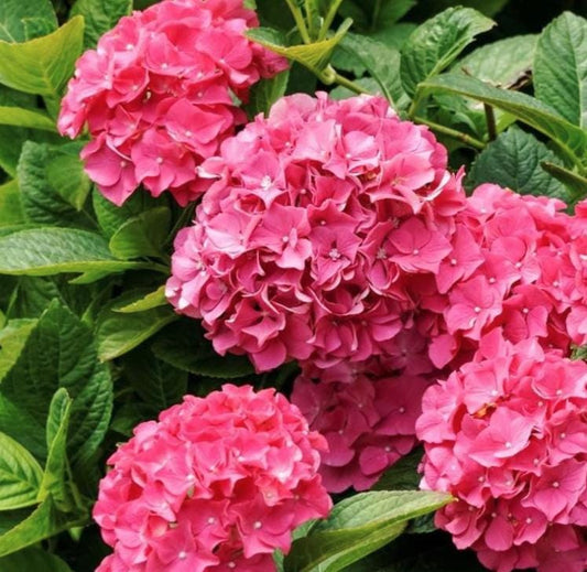 Pink Hydrangea Seeds - Beautiful Attractive Showy and Hardy Perennial Flowers