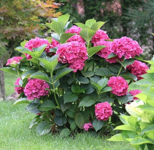Pink Hydrangea Seeds - Beautiful Attractive Showy and Hardy Perennial Flowers