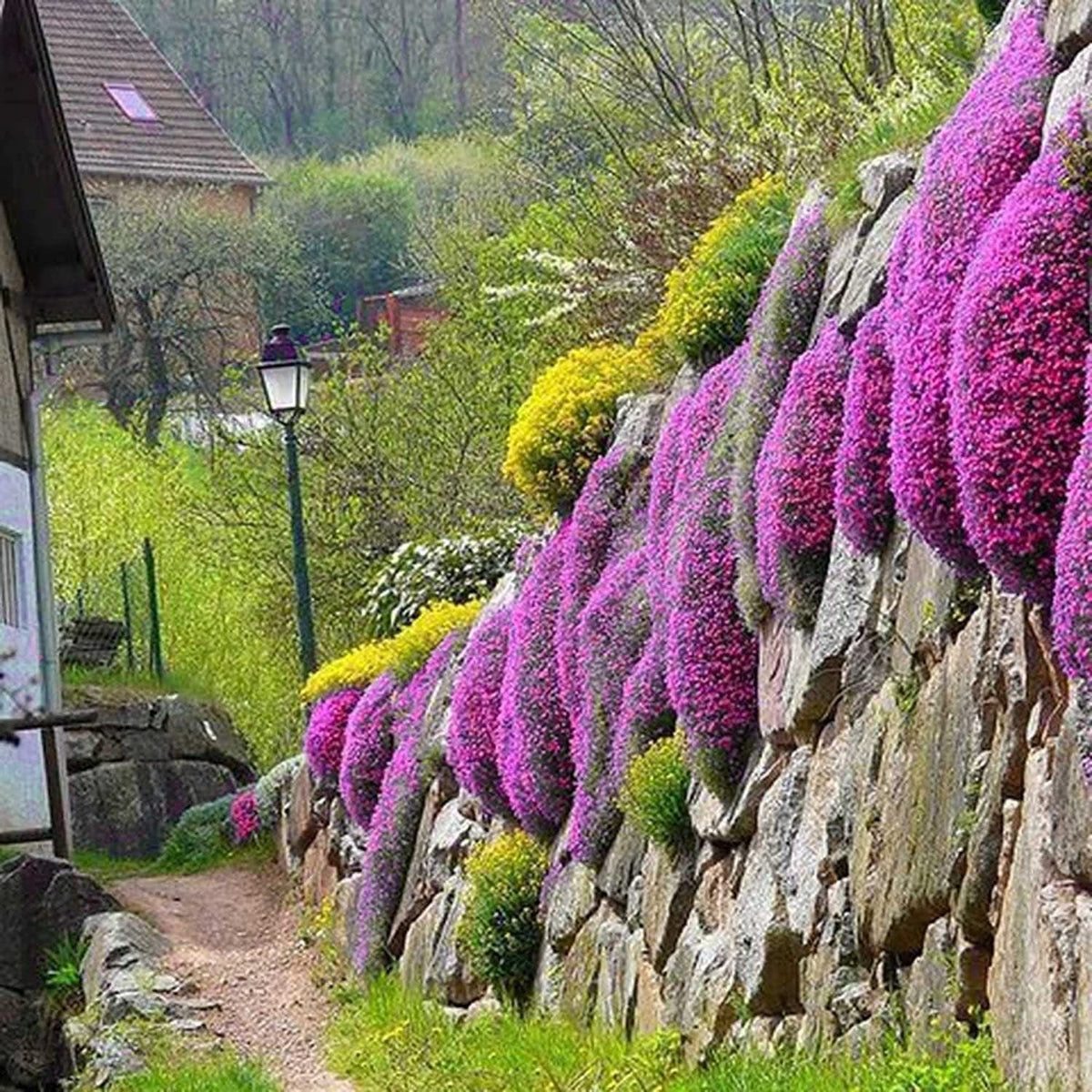 Red Carpet Creeping Thyme Ground Cover - 5000 Plant Seeds Perennial- Non-Gmo - Heirloom Flower