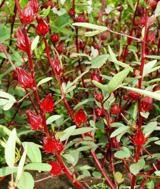 Rosella - 30 Seeds - Hibiscus Sabdariffa Edible Fruit Perennial Fast Growing