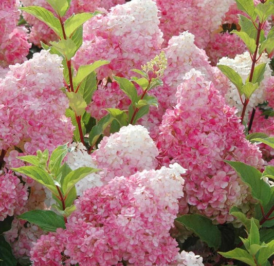 Strawberry Hydrangea Seeds - Beautiful Attractive Showy and Hardy Perennial Flowers