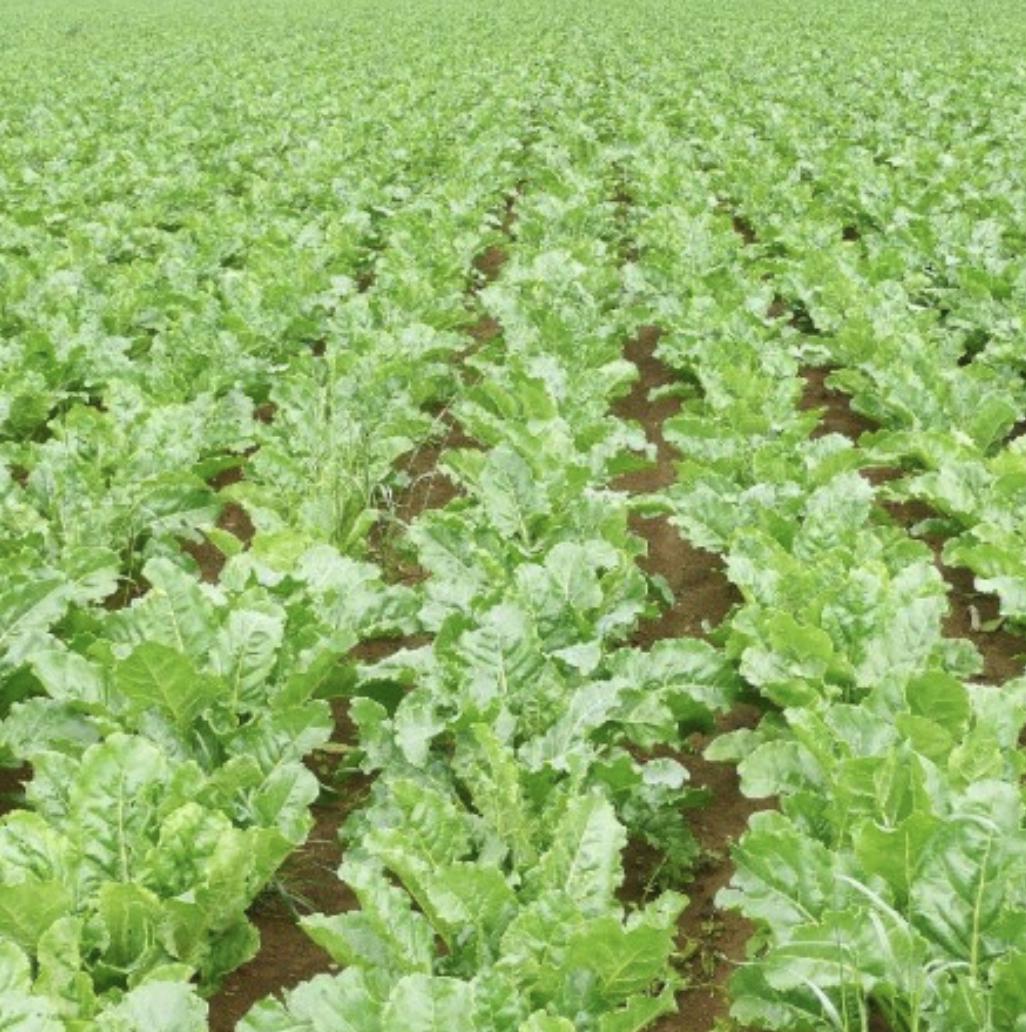 Sugar Beet - 250 Seeds - Non-Gmo Heirloom