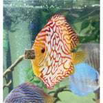 Premium Freeze Dried Blackworms - Color Boost