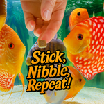 Premium Freeze Dried Blackworms - Color Boost