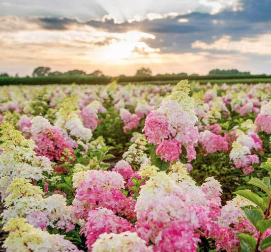 Vanilla Strawberry Hydrangea Seeds - Beautiful Attractive Showy and Hardy Perennial Flowers