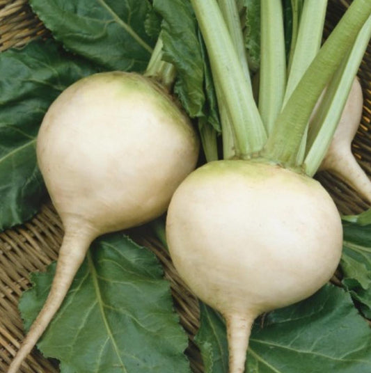 White Albino Beet - 250 Seeds - Non-Gmo Heirloom
