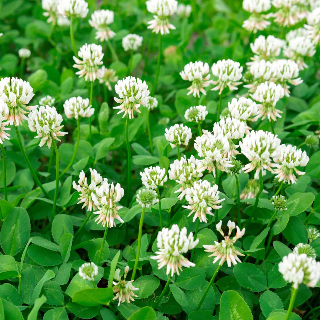 Eco-Lawn Meadow Mix Seed– Low-Mow Flowering Lawn
