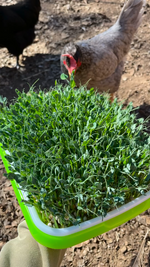 Scratch & Peck Feed Them Fodder Bundle(Shipping Included)