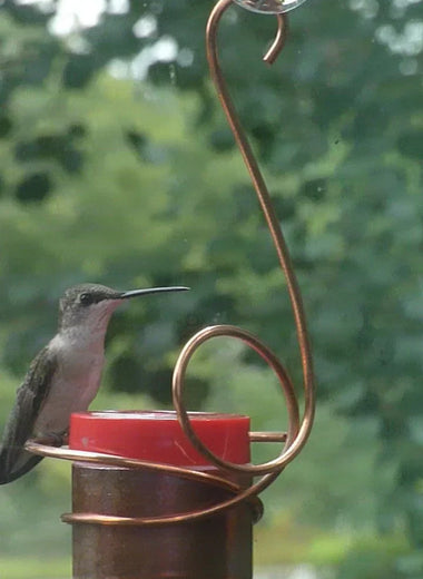 Copper Hummingbird by Nancy Biggins Window Mounted Feeder