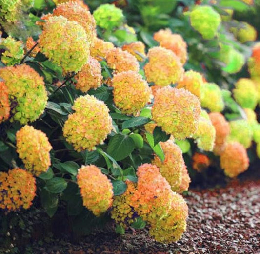 Yellow Hydrangea Seeds - Beautiful Attractive Showy and Hardy Perennial Flowers