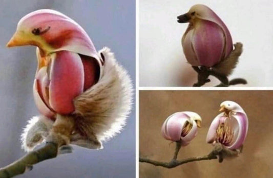 Yulan Magnolia Tree Seeds - 5 Seeds - Spring Buds Look like Pink Birds